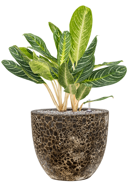 aglaonema key lime Aglaonema Key Lime en pot Baq Lava