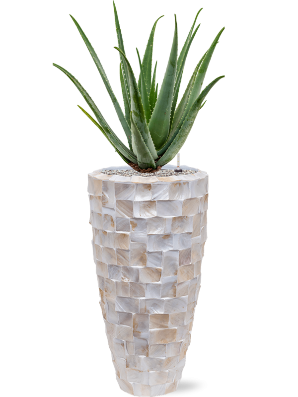 Aloe vera barbadensis en pot Baq Oceana Pearl