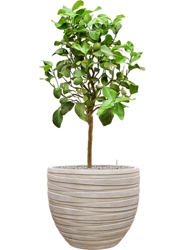 Citrus lemon en pot Baq Tornado
