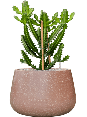 Euphorbia lactea en pot Baq Terrazzo