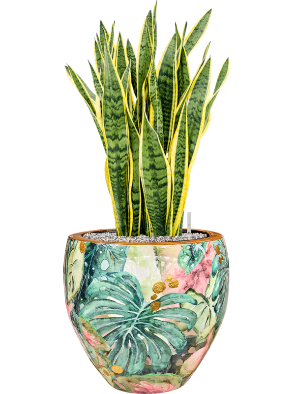 Sansevieria Laurentii en pot Thom Designed By Lammie