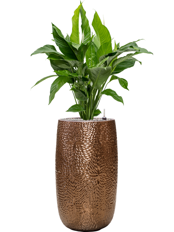 Spathiphyllum en pot Marly