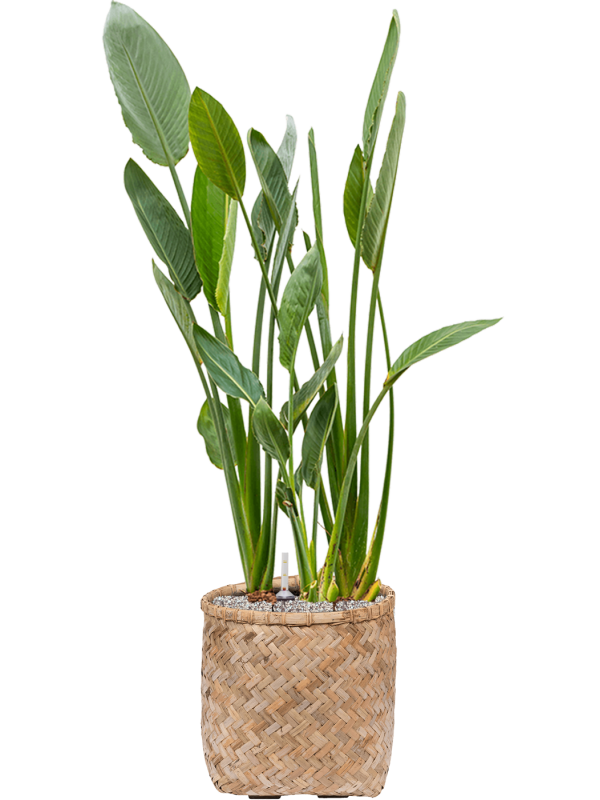 Strelitzia reginae en pot Bohemian