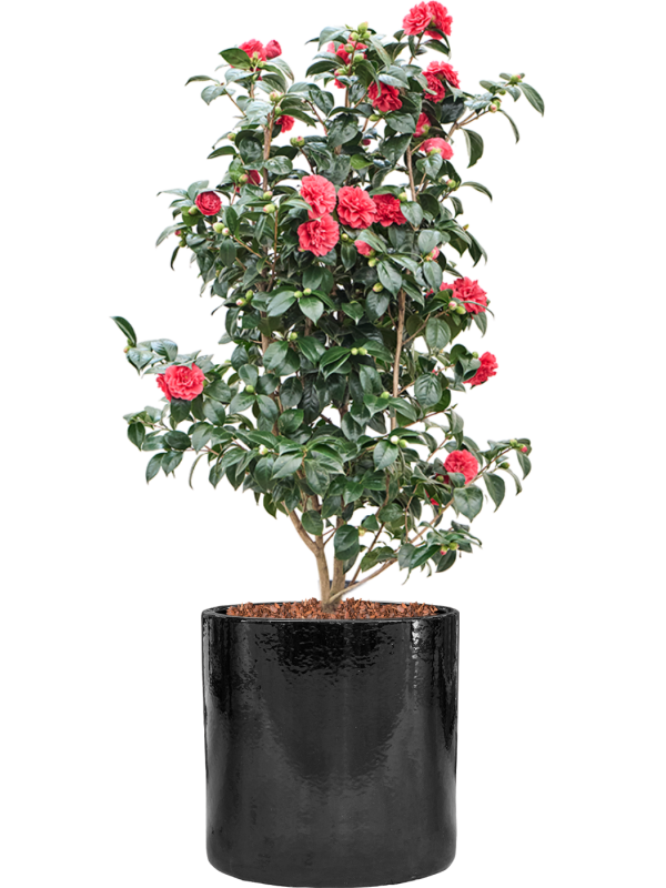 
                  
                    Camellia japonica en pot Cylinder
                  
                