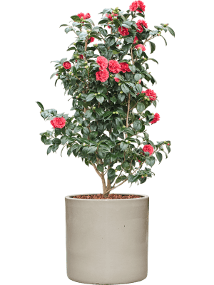 
                  
                    Camellia japonica en pot Cylinder
                  
                