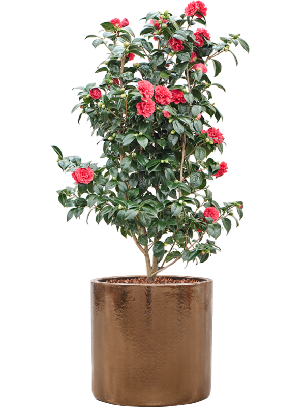 
                  
                    Camellia japonica en pot Cylinder
                  
                