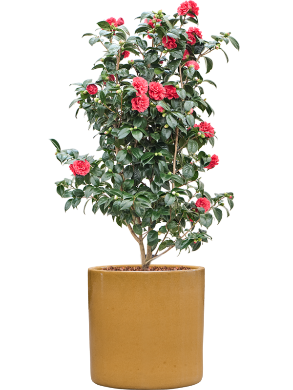 
                  
                    Camellia japonica en pot Cylinder
                  
                