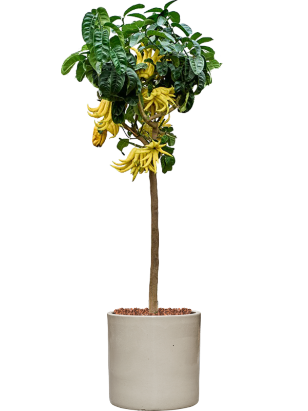 
                  
                    Mano Di Buddha en pot Cylinder
                  
                