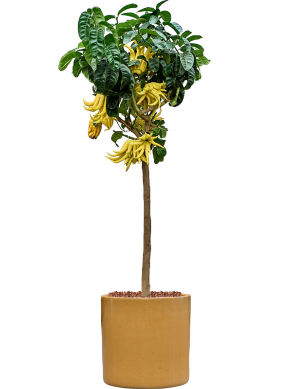 
                  
                    Mano Di Buddha en pot Cylinder
                  
                