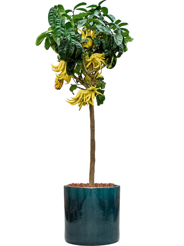 
                  
                    Mano Di Buddha en pot Cylinder
                  
                