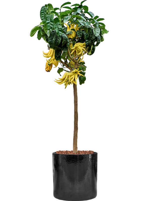 
                  
                    Mano Di Buddha en pot Cylinder
                  
                