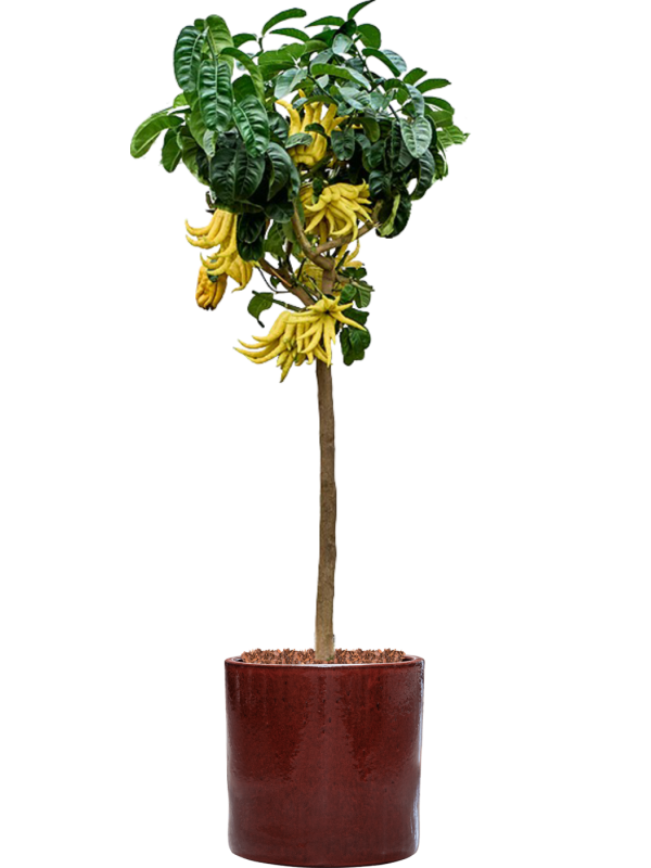 Mano Di Buddha en pot Cylinder