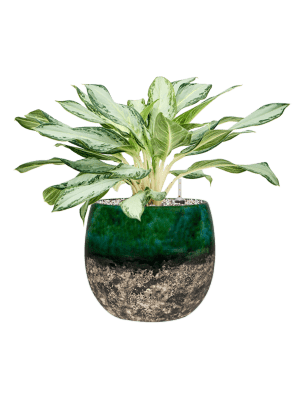 Aglaonema Golden Bay en pot Lindy