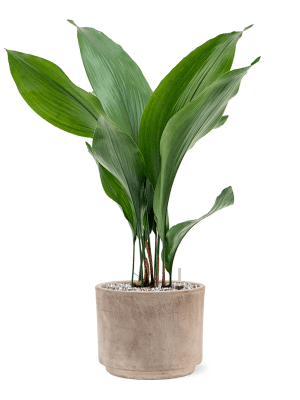 
                  
                    Aspidistra elatior en pot Terra Cotta
                  
                