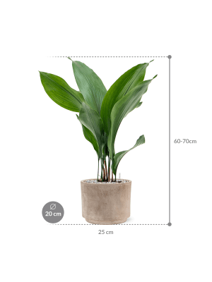 Aspidistra elatior en pot Terra Cotta