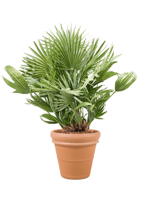 
                  
                    Palmier Chamaerops humilis 'Vulcano' en  potTerra Cotta
                  
                