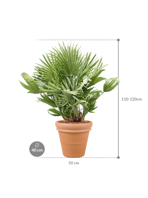 
                  
                    Palmier Chamaerops humilis 'Vulcano' en  potTerra Cotta
                  
                