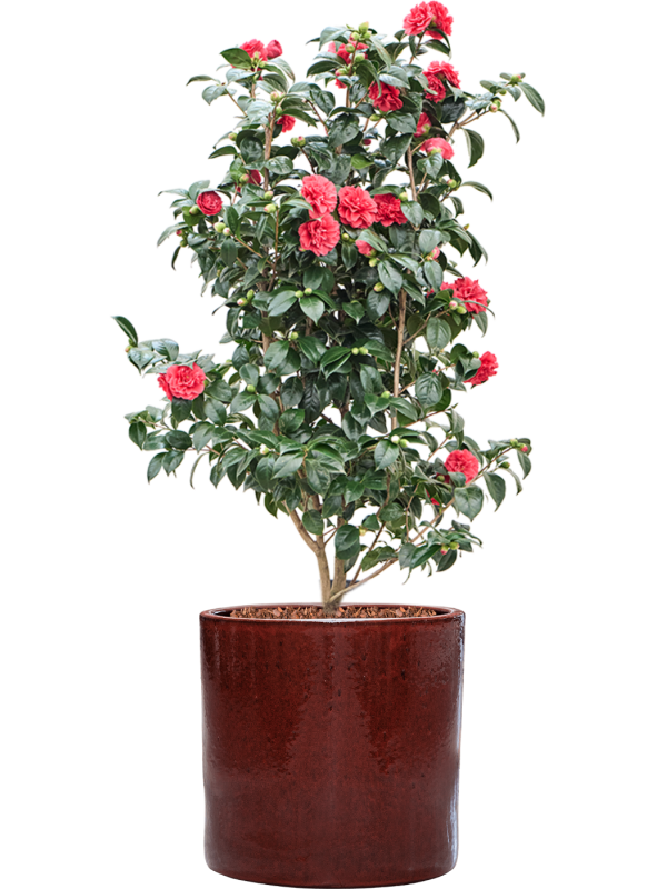 Camellia japonica en pot Cylinder