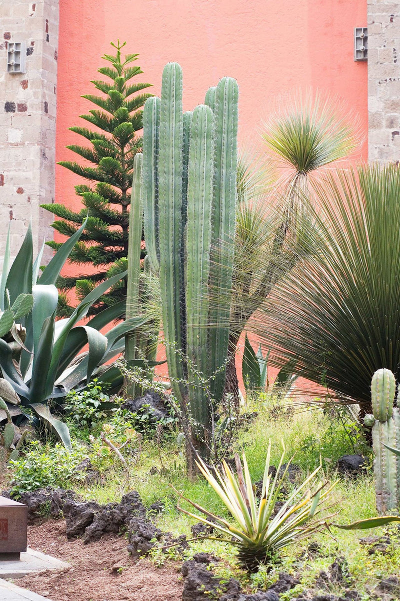 Plante d'Extérieur
