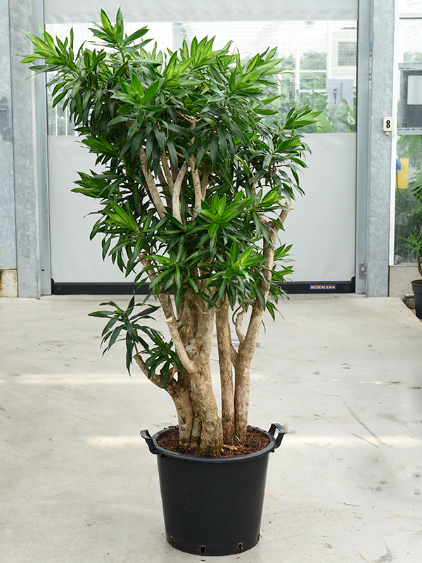 
                  
                    Pleomele (Dracaena) reflexa Song of Jamaica
                  
                