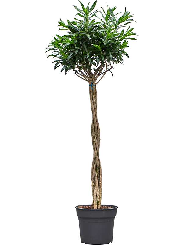 
                  
                    Pleomele (Dracaena) reflexa Song of Jamaica
                  
                