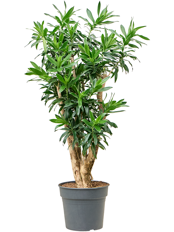 
                  
                    Pleomele (Dracaena) reflexa
                  
                