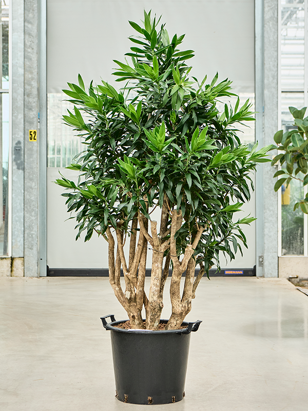 
                  
                    Pleomele (Dracaena) reflexa
                  
                