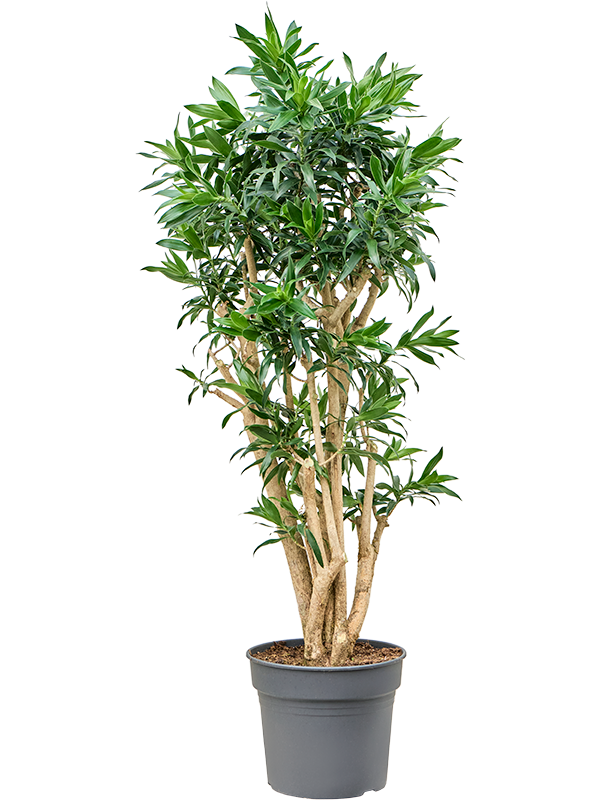 
                  
                    Pleomele (Dracaena) reflexa
                  
                