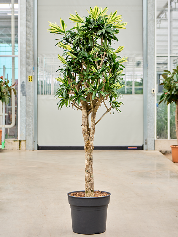 
                  
                    Pleomele (Dracaena) reflexa 'Song of Sri Lanka'
                  
                