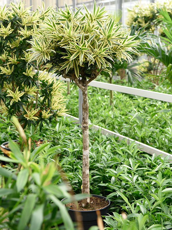 
                  
                    Pleomele (Dracaena) reflexa 'Song of Sri Lanka'
                  
                