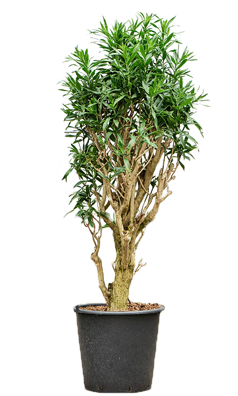
                  
                    Pleomele (Dracaena) reflexa
                  
                