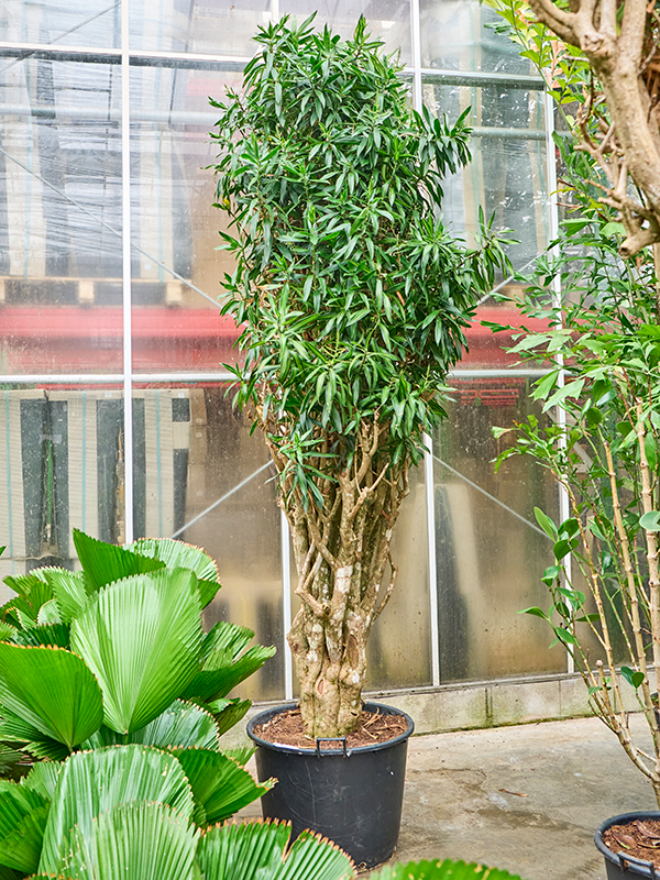 
                  
                    Pleomele (Dracaena) reflexa Song of Jamaica
                  
                