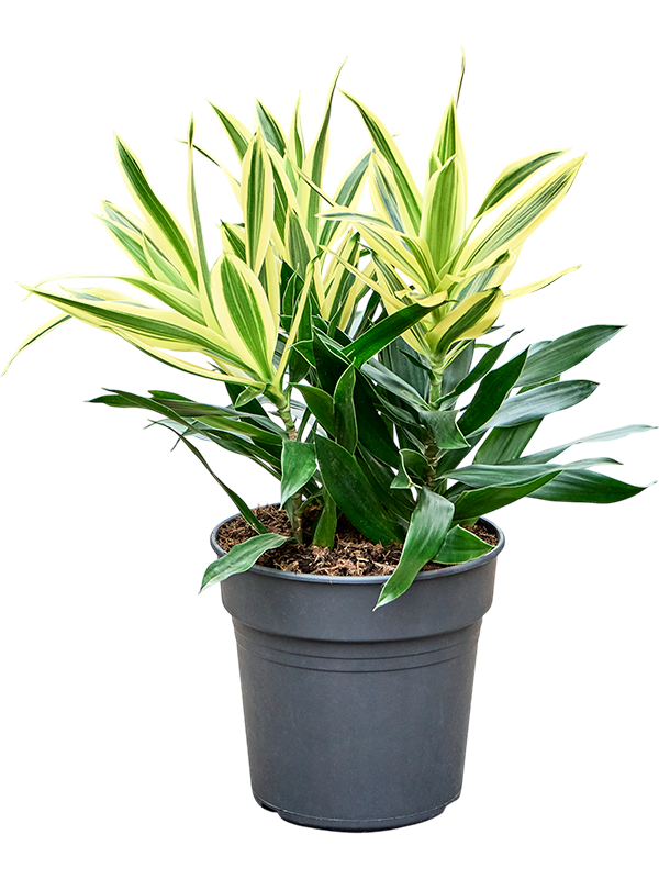 
                  
                    Pleomele (Dracaena) reflexa 'Song of Sri Lanka'.
                  
                