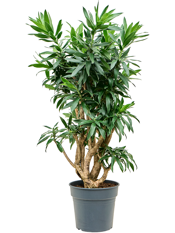 
                  
                    Pleomele (Dracaena) reflexa
                  
                