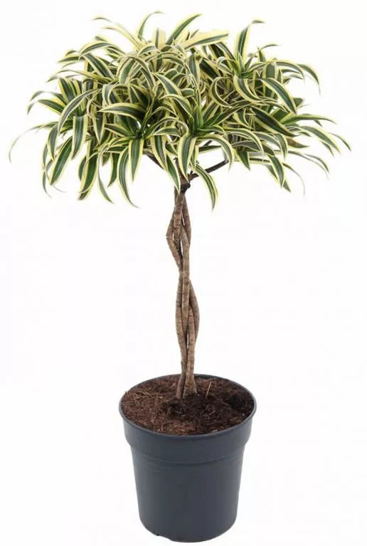 
                  
                    Pleomele (Dracaena) reflexa 'Song of Sri Lanka'
                  
                