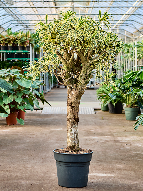 Pleomele (Dracaena) reflexa Song of India
