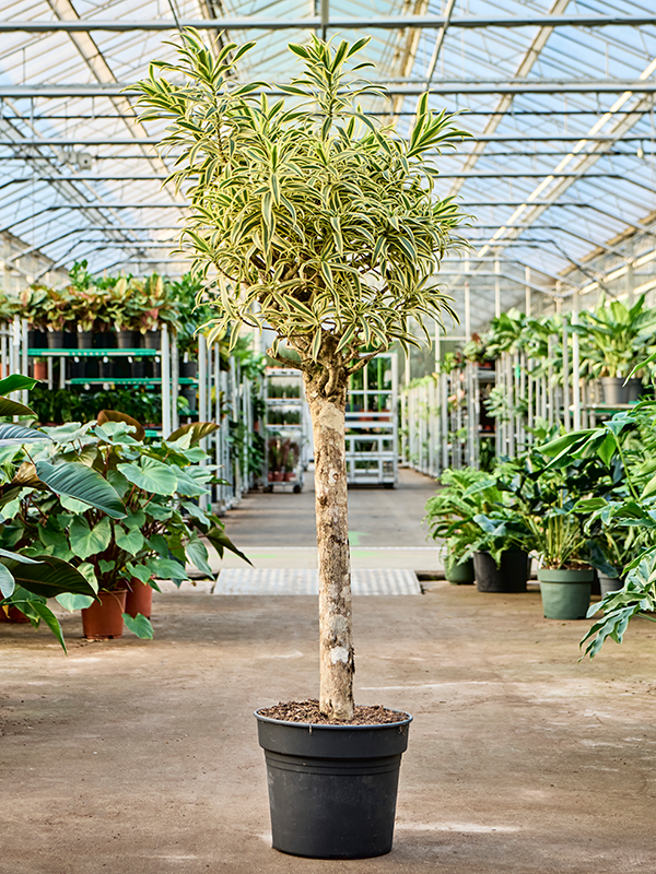 
                  
                    Pleomele (Dracaena) reflexa Song of India
                  
                