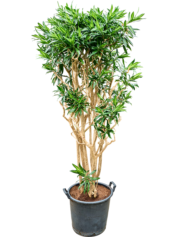 
                  
                    Pleomele (Dracaena) reflexa Song of Jamaica
                  
                