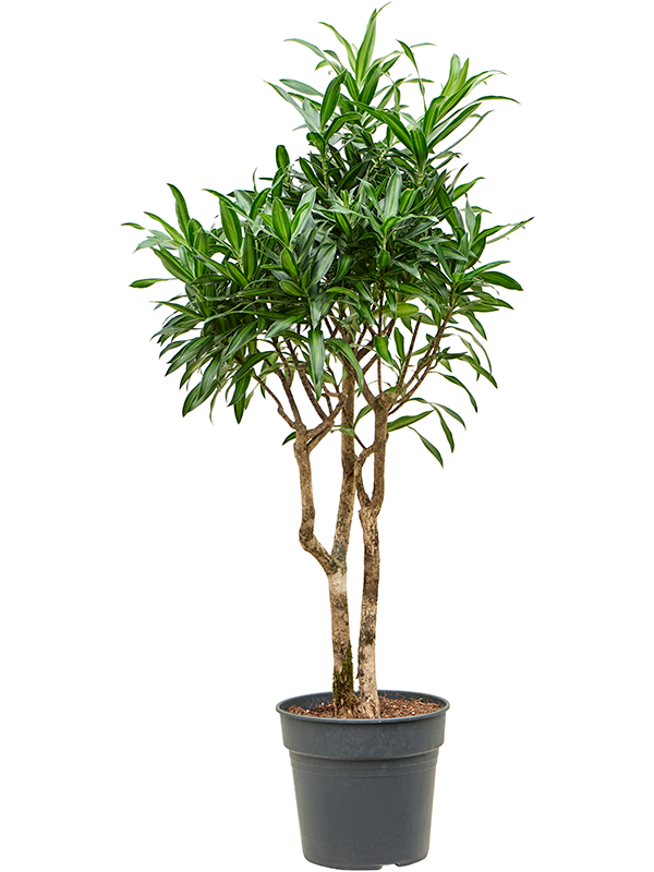 
                  
                    Pleomele (Dracaena) reflexa Song of Jamaica
                  
                