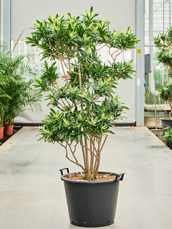 
                  
                    Pleomele (Dracaena) reflexa 'Song of Sri Lanka'
                  
                