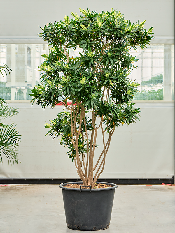 
                  
                    Pleomele (Dracaena) reflexa 'Song of Sri Lanka'
                  
                