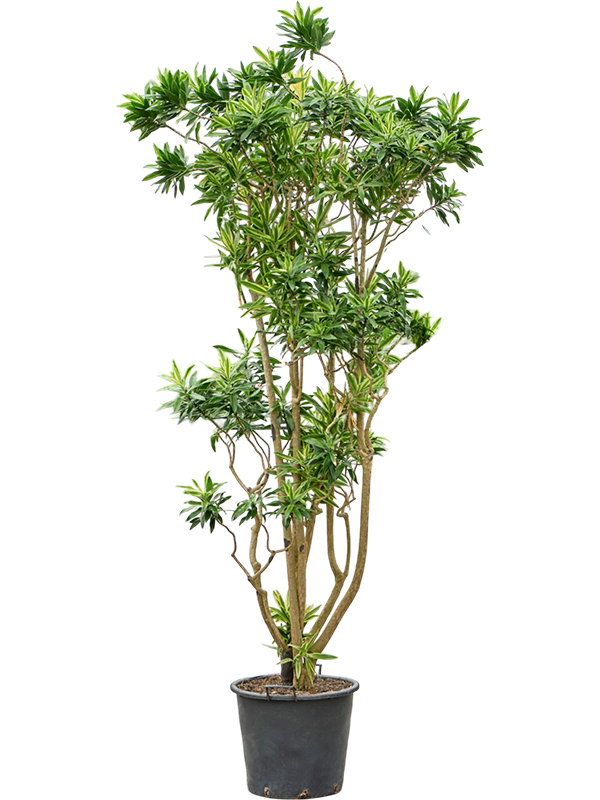 
                  
                    Pleomele (Dracaena) reflexa 'Song of Sri Lanka'
                  
                
