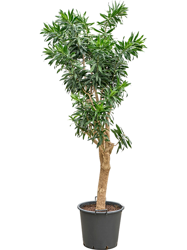 
                  
                    Pleomele (Dracaena) reflexa
                  
                