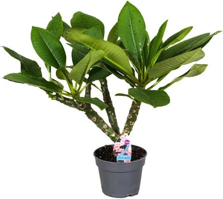 Plumeria Frangipanier