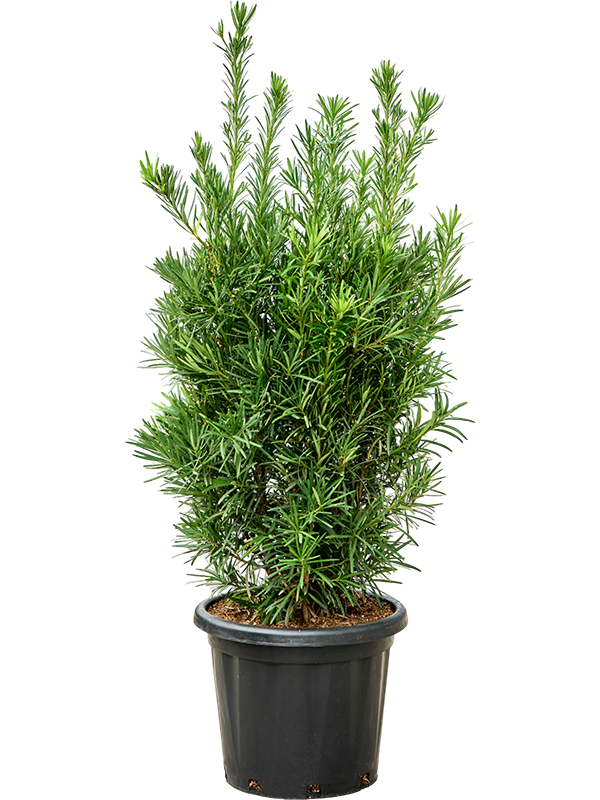 
                  
                    Podocarpus macrophyllus
                  
                