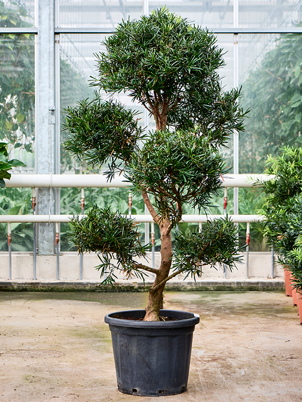 
                  
                    Podocarpus macrophyllus
                  
                