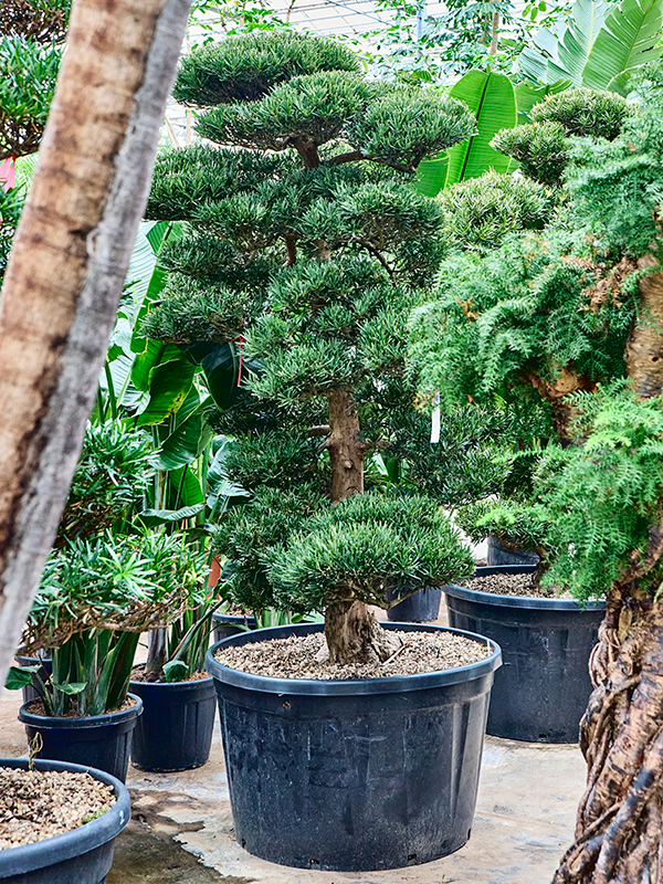 
                  
                    Podocarpus macrophyllus
                  
                