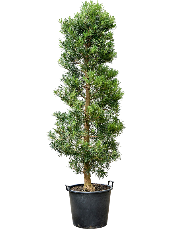
                  
                    Podocarpus macrophyllus
                  
                