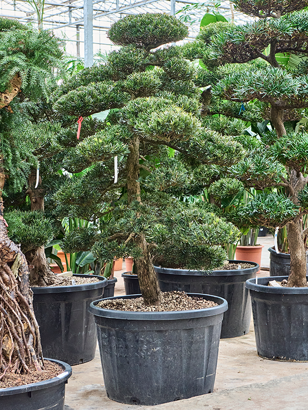 
                  
                    Podocarpus macrophyllus
                  
                