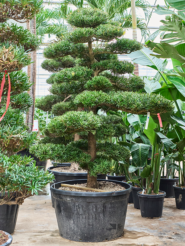 
                  
                    Podocarpus macrophyllus
                  
                